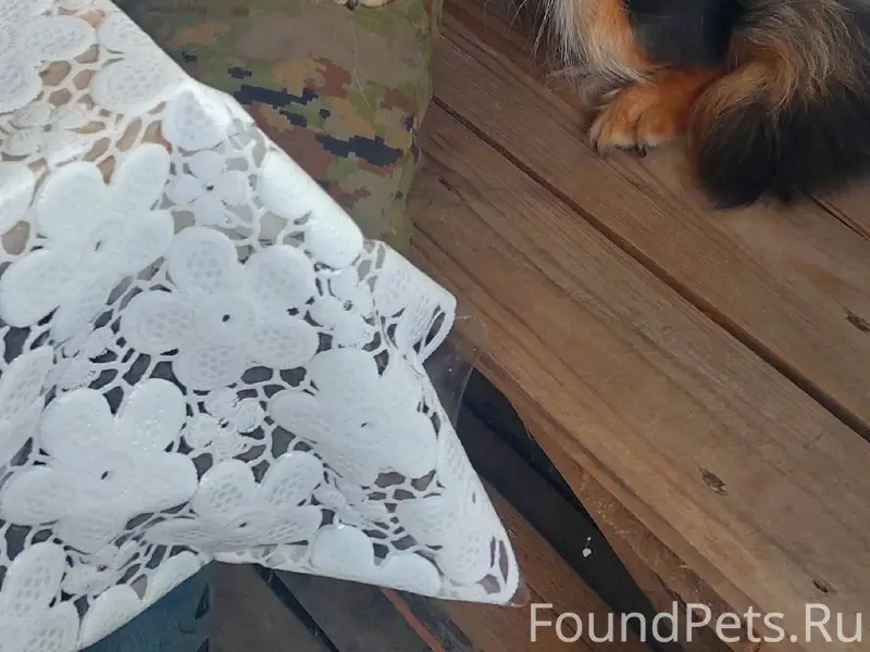 Пропала собака, может кто виде...