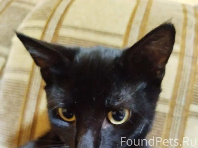 Пропал котёнок, район Чкалова,...