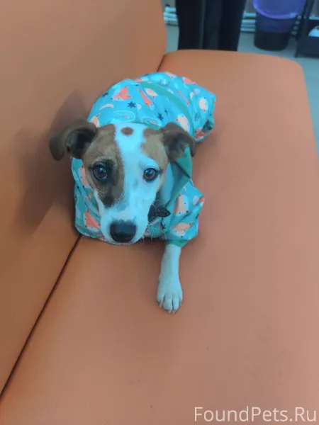 Найдена собака Джек Рассел тер...