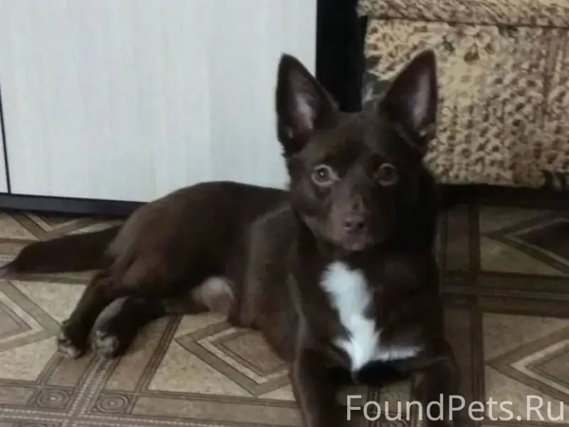 Пропала собака Если кто-то вид...