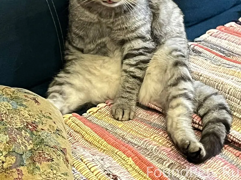 Пропал кот,кличка Серый,если к...