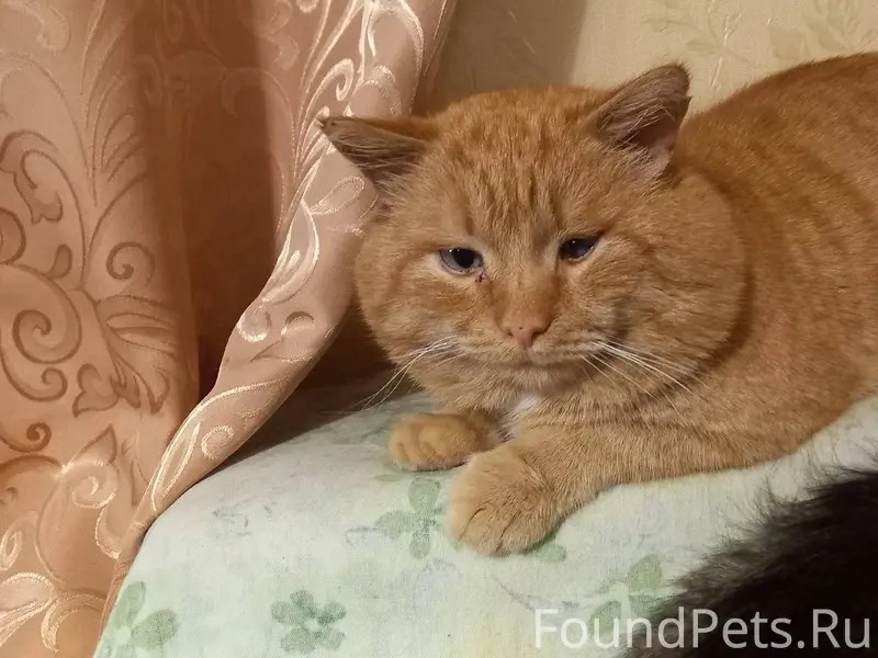 Срочно ❗ ❗ Пропал кот по...