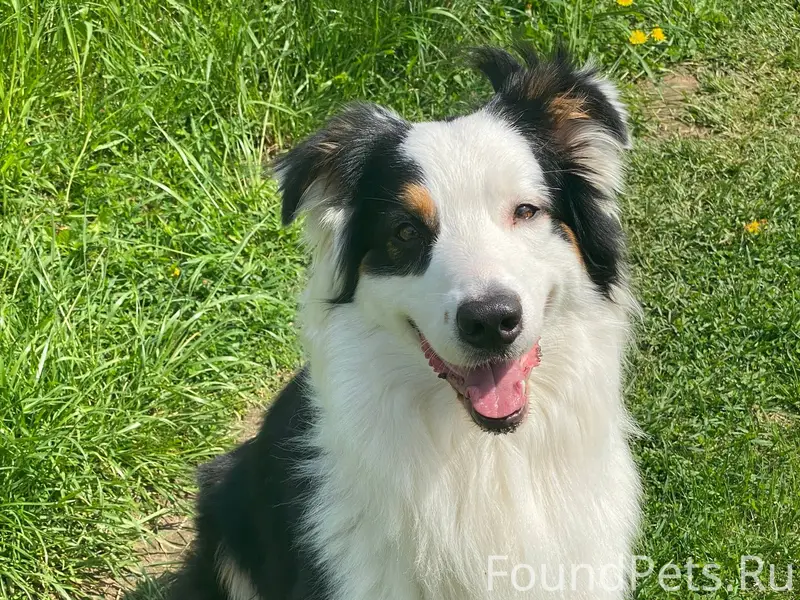 Пропала собака в Сентябре меся...