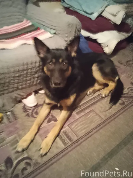 Здравствуйте. Пропал пёс,овчар...