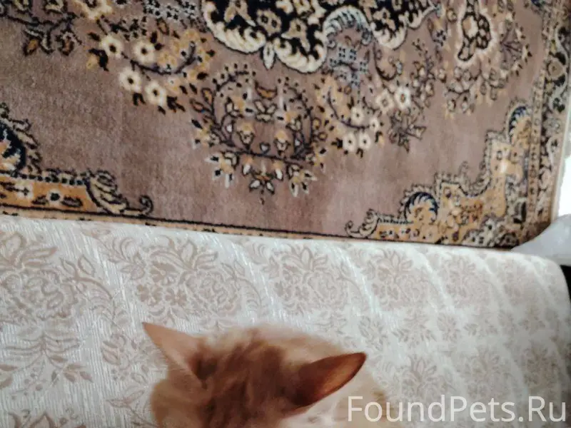 Срочно, 🚨 Горняков 35, чей кот...