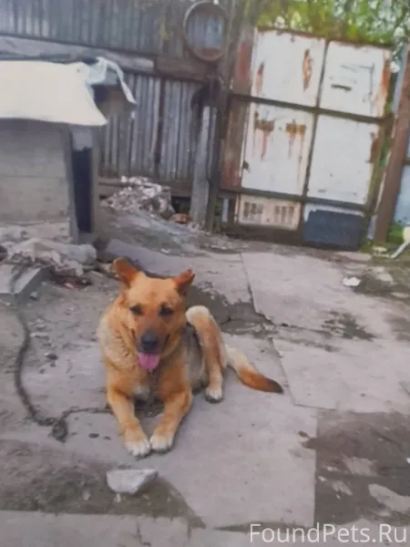 Пропала собака район веретье, ...