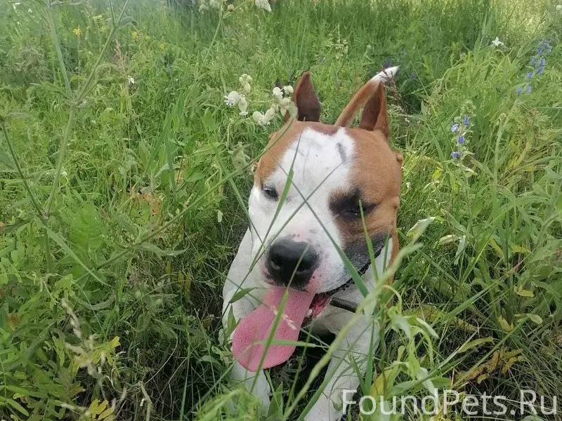 МИНУСИНСК❗❗❗ Потерялся пёс пор...