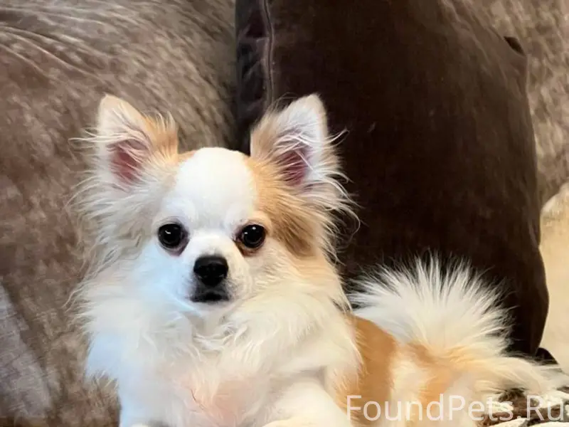 МЫ НЕ ТЕРЯЕМ НАДЕЖДУ ВЕРНУТЬ Н...