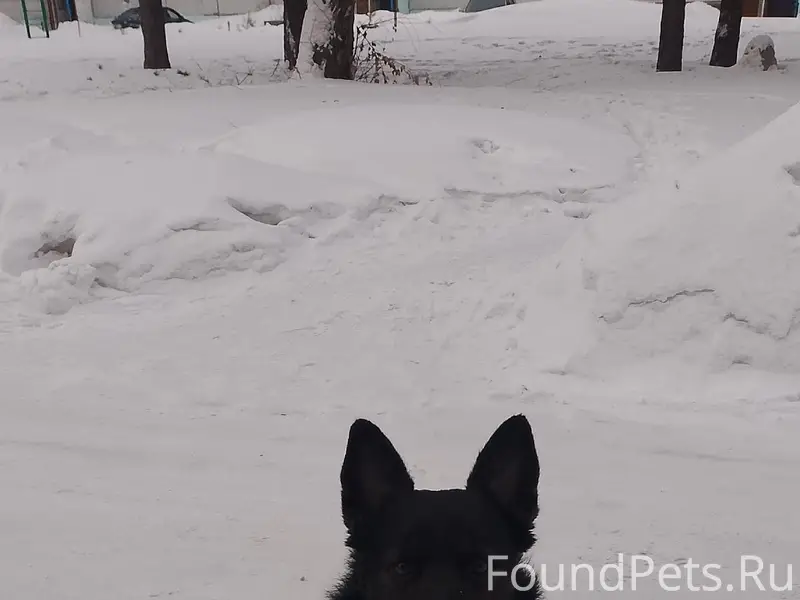 Потерялась собака город Лесоси...