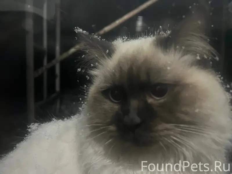 Пропал кот на 3 крап. Может...