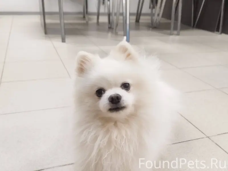 В районе улицы Менделеева проп...