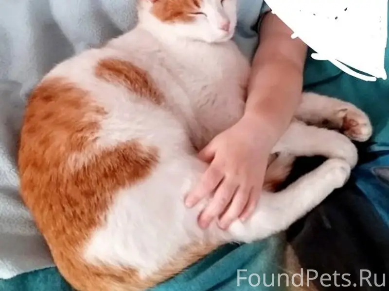 ПРОПАЛ КОТ 2 недели назад!!! В...