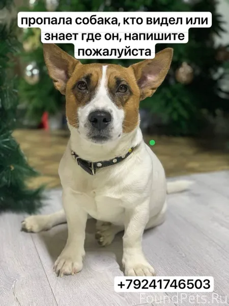Потерялась собака, кто видел и...