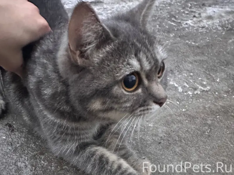 Найдена кошка.на вид домашняя,...