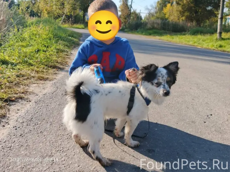 Пропала собака. Дети не успели...