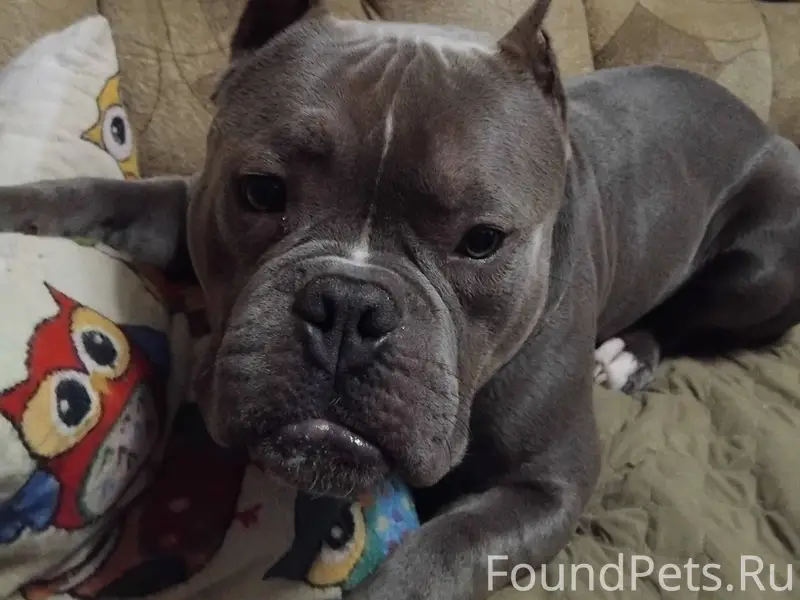 🆘 🆘 🆘 Убежал кобель булли...