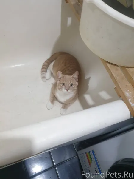 Пропал котенок, 7 месяцев по к...