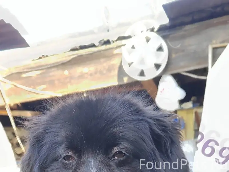 Пожалуйста! Убежала собака! Во...