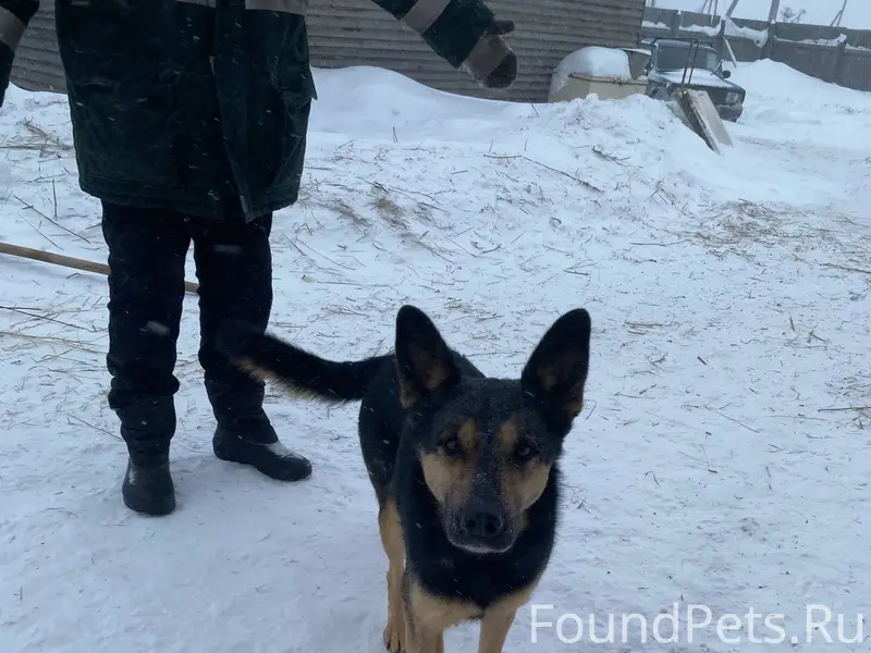 В 4 саду найдена собака, фенот...