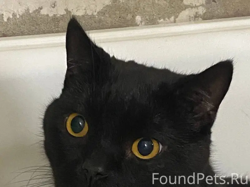 Найден Кот в районе Северный Ж...