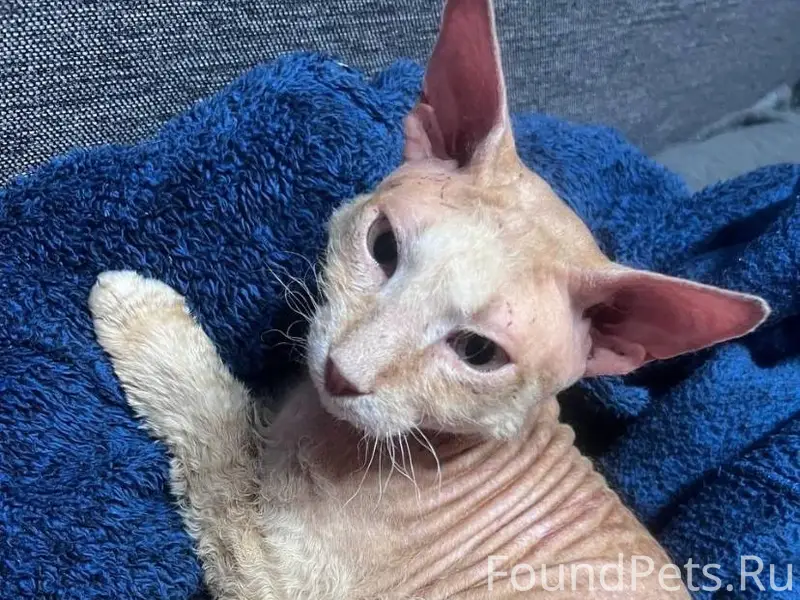 ❗️ПОТЕРЯЛСЯ КОТ ❗️ Рыжий с шра...