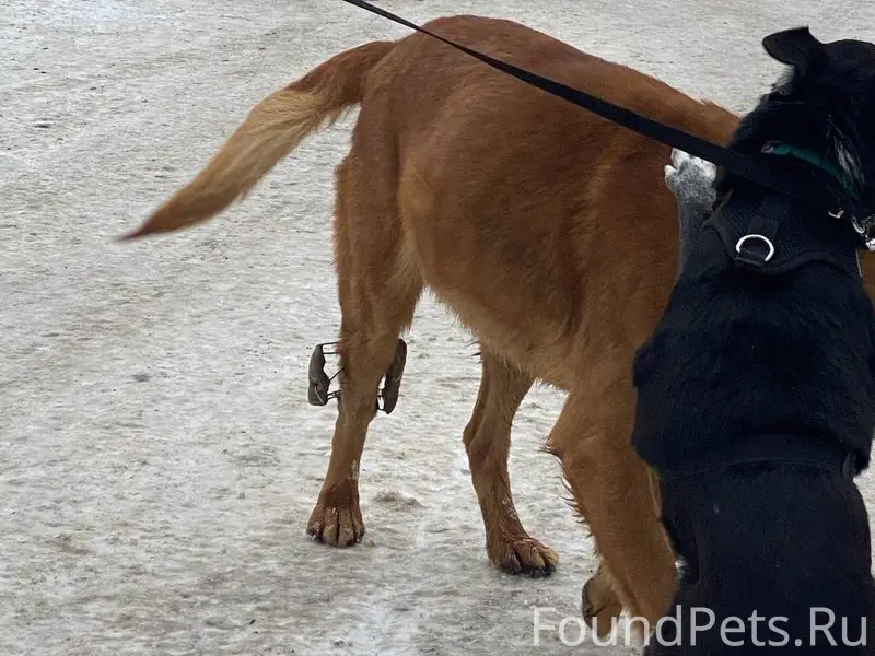 Помогаю информационно. Ростов ...