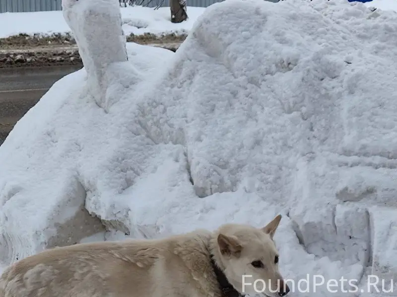 Найдена собака девочка светлый окрас
