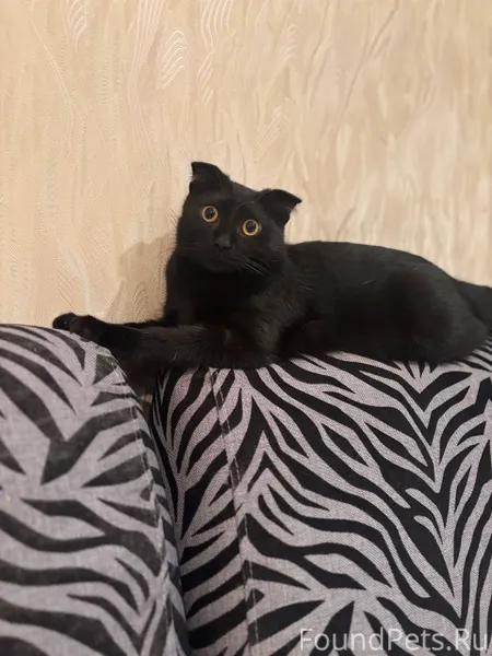 Прошу помочь в поисках! Пропал...