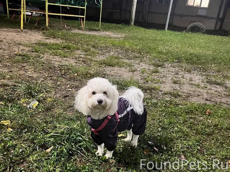 Вознаграждение 50 тысяч! Потер...