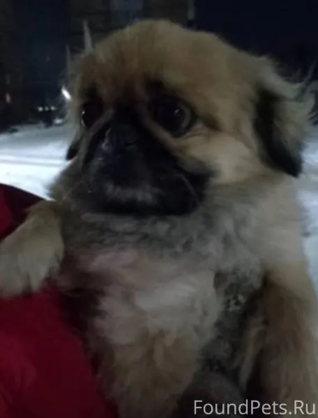 Найдена собака в центральной ч...