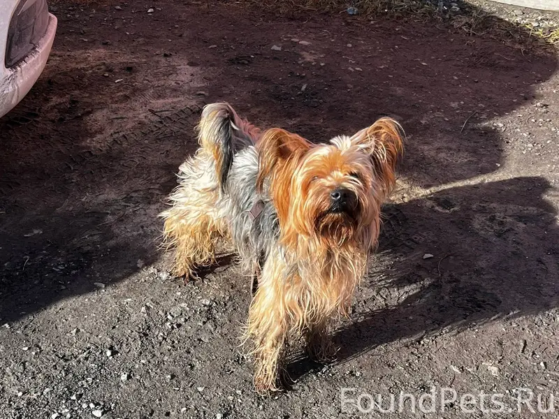 Друзья, в районе селозавода по...