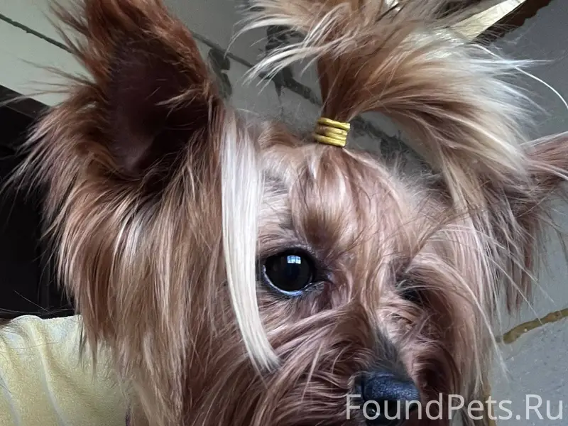Убежала собака мини Йорк,прось...