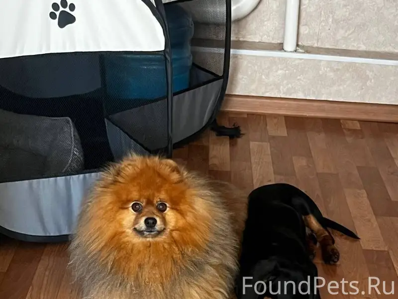 Потерялась собака Шпиц Кличка ...