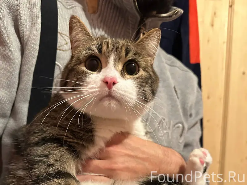 Найдена кошка в переноске на м...