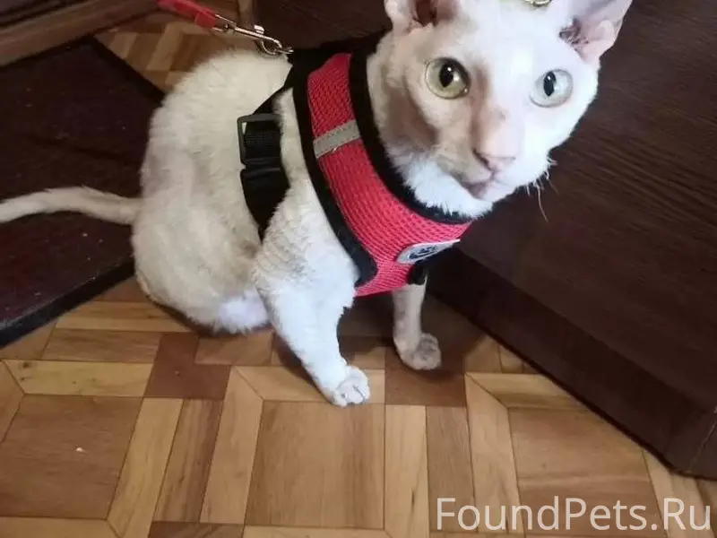 Здравствуйте.пропал кот в райо...