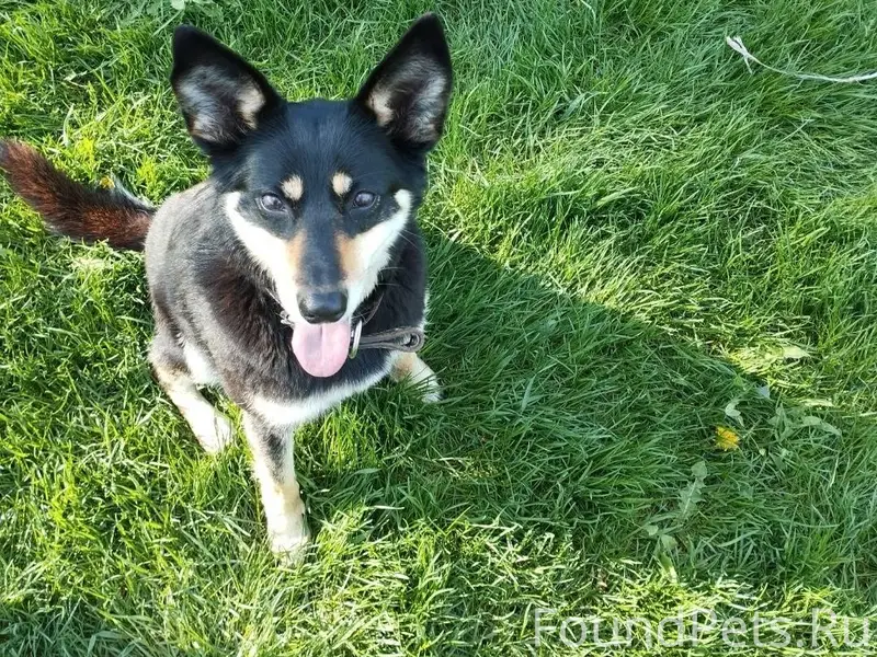 Продолжаем поиск , нашей собак...