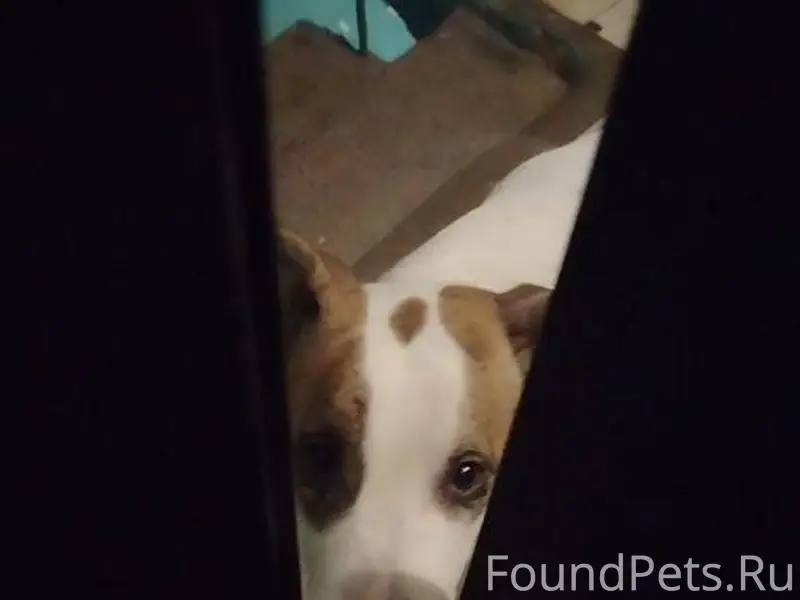 Срочно. ❗ Кто потерял собаку? ...