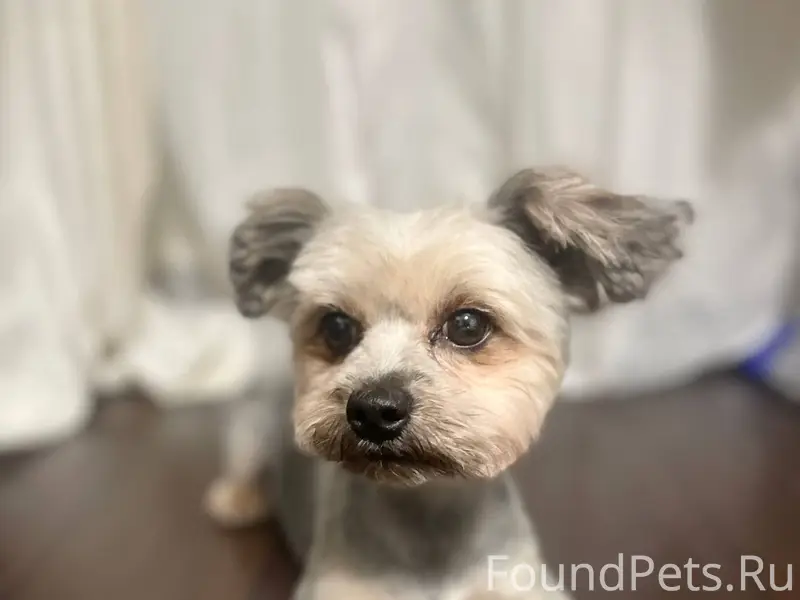 Добрый день! Потерялась собака...