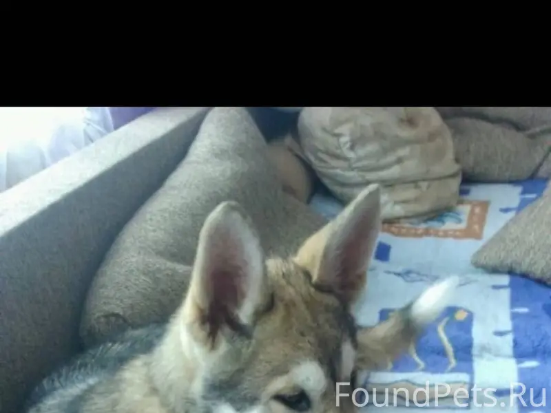 Потерялась собака!! с Петровск...