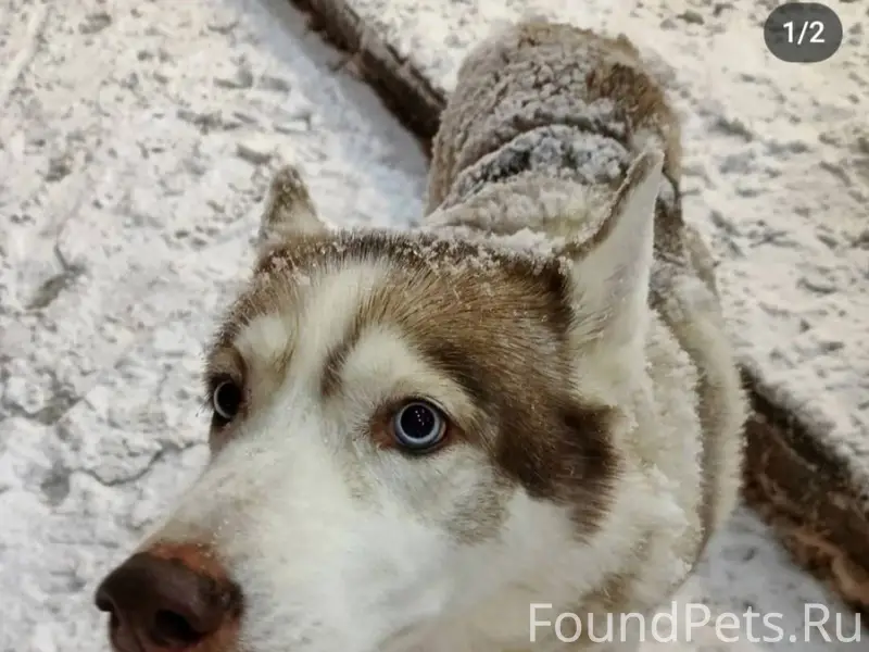 Найдена хаски! 10 дней собака ...