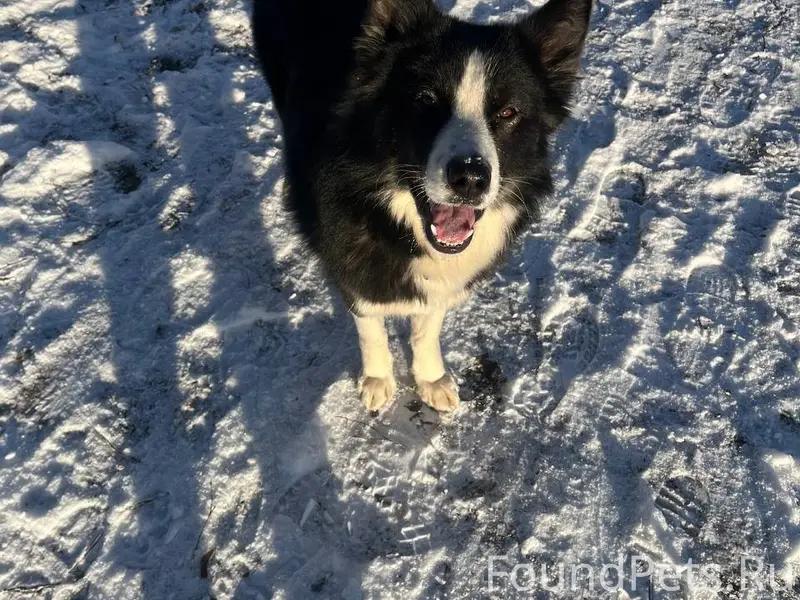 3 января пропал пёс зовут Пира...