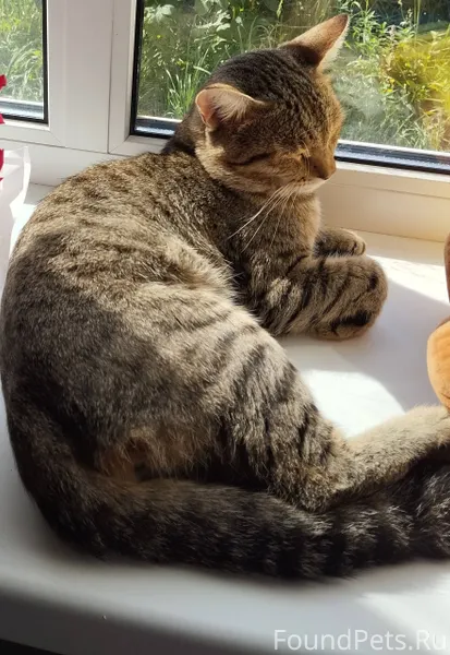 Пропал кот, в старой части Кую...