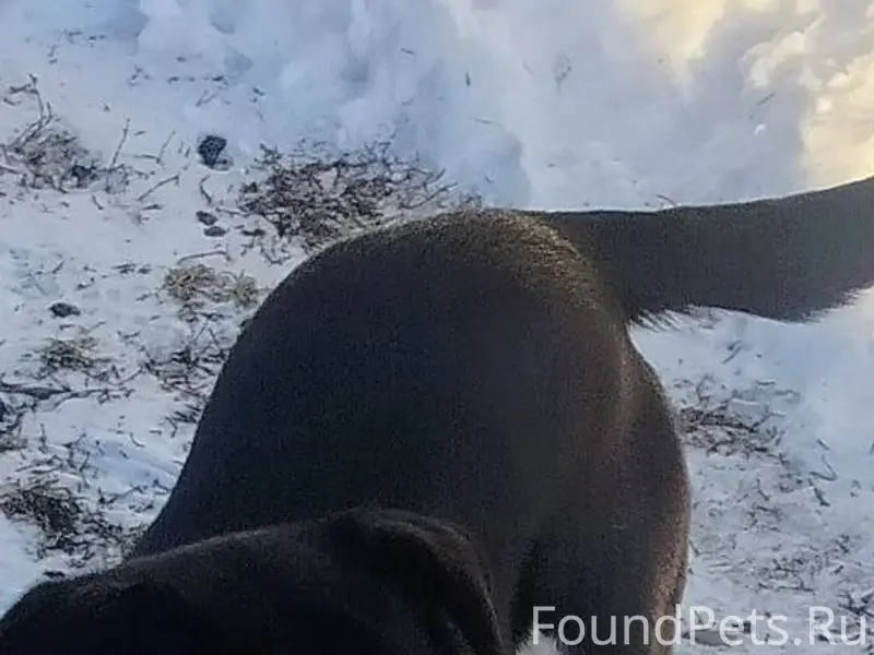 Потерялась собака, район перво...