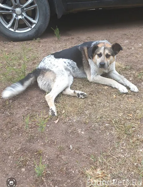 Улан-Удэ ПОТЕРЯЛАСЬ собака (ко...