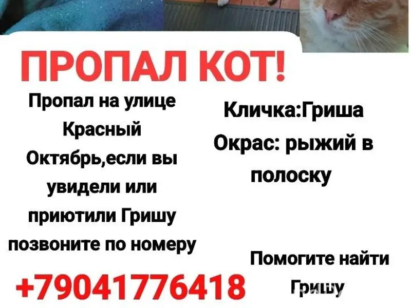 Пропал кот на улице красный ок...