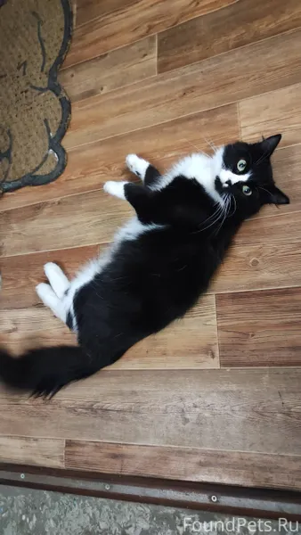 Найдена кошка. Сейчас находитс...