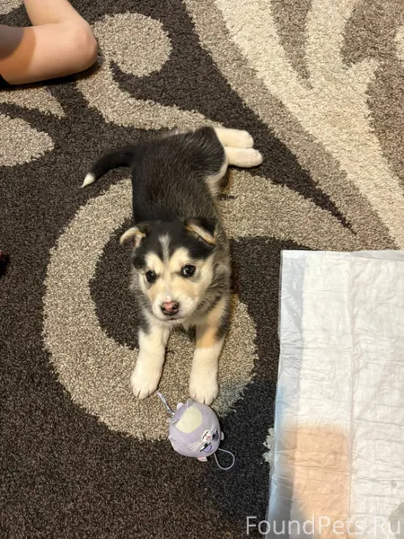 Добрый день. Отдам собаку, был...