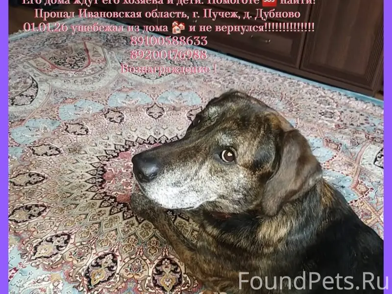 Пропала собака!!!!!! Зовут Цез...
