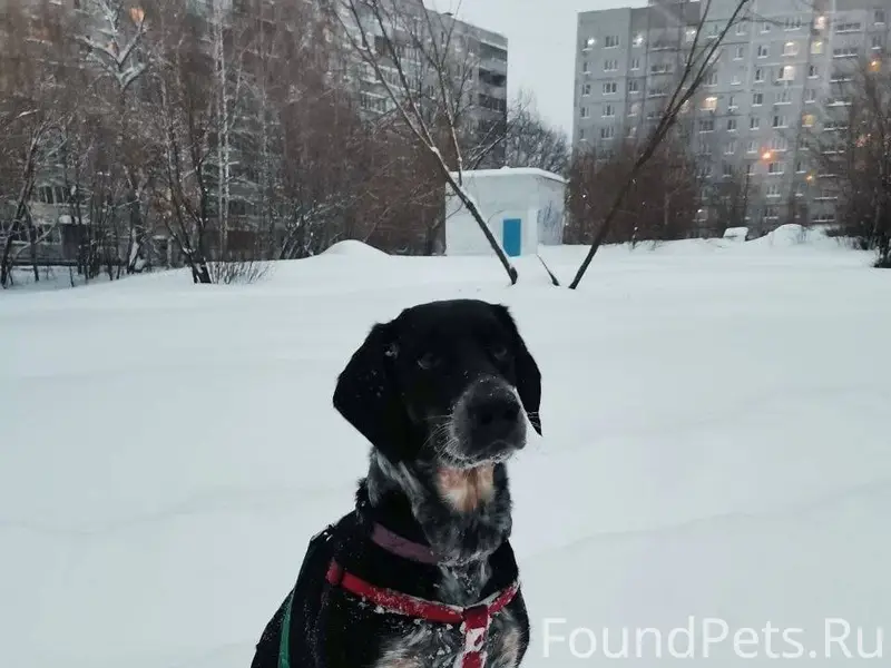 🆘️🆘️🆘️ Пропала собака! Пожалуй...