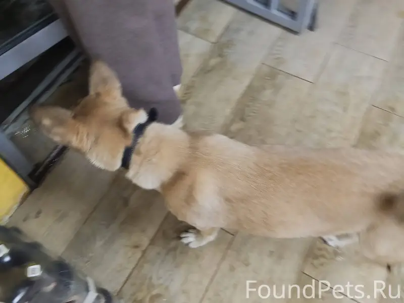 Кто потерял собаку, в жигулевс...